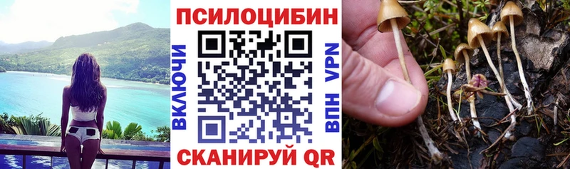 Псилоцибиновые грибы Psilocybine cubensis  Купить  Морозовск 